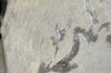 Luxury greyscale with blue imprint wallpaper